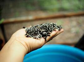 A person holding a handful of seeds in their hand photo