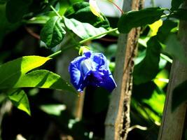 A blue flower growing on a tree branch photo