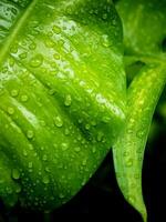 A close up of a green leaf with water droplets photo
