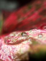 A close up of a red and green leaf photo