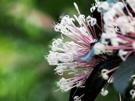 A close up of a flower with white and pink petals photo