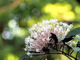 A close up of a flower with a bird sitting on it photo