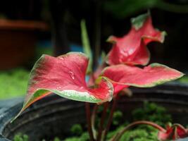 A plant with red and green leaves photo