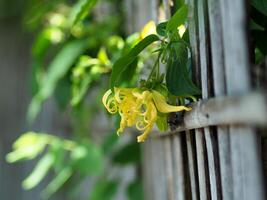 A yellow flower on a fence photo