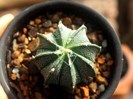 A small cactus plant in a black pot photo