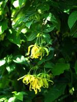 A yellow flower on a tree with green leaves photo