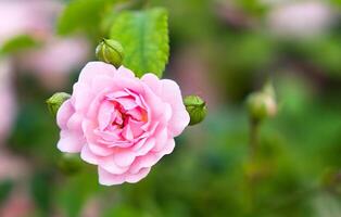 Beautiful pink rose with buds in the garden. Natural background. Close-up. Selective focus. photo