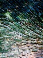 Texture of an old tree stump. Natural abstract background. Close-up. Selective focus. photo