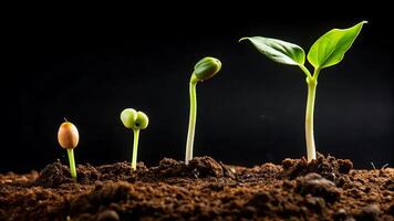 Stages of a Plant's Life Cycle Represented in a Sequence from Germination to Growth photo