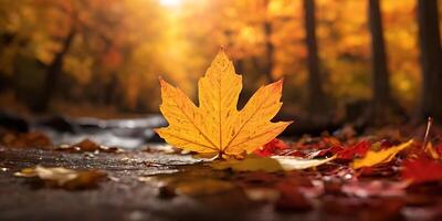 Vibrant Autumn Maple Leaf Displayed Amidst a Forest Stream Setting photo