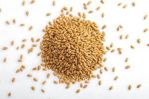 Pile of Golden Wheat Grains on White Background with Scattered Seed photo