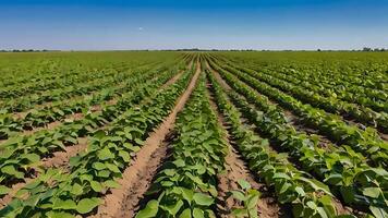 Agricultural landscape featuring rows of crops stretching to the horizon photo