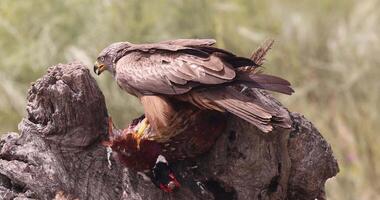 Black kite feeding on pheasant prey over old weathered tree trunk. video