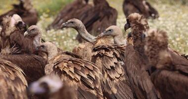 Group of griffon vultures feeding and interacting in the wild video
