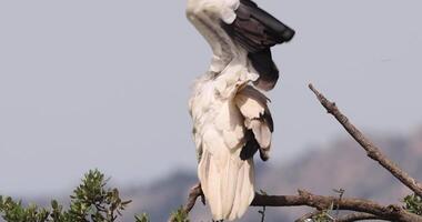 A white bird with its wings spread out video