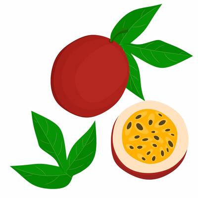 Red passion fruit illustration. Whole passion fruit and small pieces. Ripe red fruit with leaves and seeds. Isolated on white background.