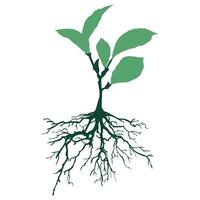 Green Tree and roots with leaves silhouette look beautiful and refreshing. vector