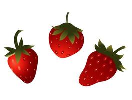 Three strawberries on a white background. Set of ripe red berries. vector