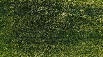 Top view of dense green grass with traces of a passed car. Drone , high grass in the meadow photo