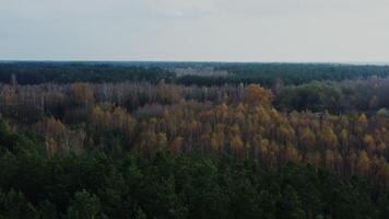 filming from a bird's eye view from a drone, a view of the tops of trees in a mixed coniferous-deciduous forest. Birches with almost no foliage, on an autumn day - almost photo