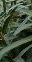 Green leaves of a shrub, close-up. Vegetation, filming on a sunny day, vertical . Background. in 4k, red komodo - vertical photo
