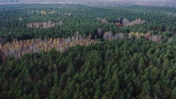 filming from a bird's eye view from a drone, a view of the tops of trees in a mixed coniferous-deciduous forest. Birches with almost no foliage, on an autumn day photo