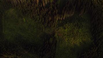 Aerial view of gentle hilly slopes overgrown with dense spruce forest and covered with fluffy white clouds, Austria, drone photo