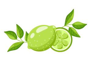 Bright Lime with Green Leaf and Slice, Flat style vector