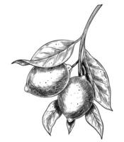 Black and white illustration of a Lemon branch with leaves and Fruits in hand drawn engraving style. Monochrome linear drawing of citrus plant for food packaging, juice labels and recipe books. vector