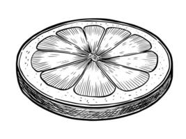 Black and white drawing of a citrus Slice in engraving style. Drawing of lime piece for menu design or drink recipes. Monochrome etching painted by black inks for vintage cookery books or menu. vector