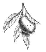 Hand-drawn illustration of Lemons on a branch. Linear drawing of citrus fruits and leaves in vintage engraving style for recipes or menu design. Black etching of Lime for cookbook. vector
