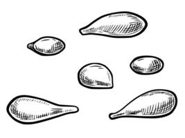 Citrus Seeds in hand drawn engraving style. Monochrome illustration of lemon kernels elements for menu or cookbook design in vintage style. Linear drawing painted by black inks. vector