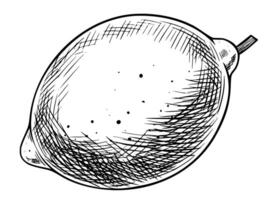 Hand drawn illustration of Lemon in retro graphic style. Linear drawing of Lime painted by black inks for organic product labels or vintage menu. Sketch of circus fruit for cooking book. vector