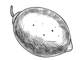 Vintage illustration of a whole lemon in black and white line style with crosshatching. Linear drawing of Citrus Fruit for retro food packaging or eco labels. Art of Lime painted by black inks. vector
