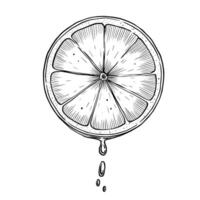 illustration of a Lemon Slice with dripping juice in a vintage engraving style. Linear drawing of circular slice of Lime for drink designs, organic food labels and citrus branding concepts. vector