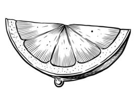 illustration of a juicy Lemon Slice with drops, drawn in engraving style. Linear drawing of Lime piece painted by black inks. Vintage engraving of citrus fruit for drink recipes or menu design. vector