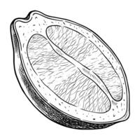 illustration of half Lemon in hand-drawn engraving style. Linear drawing of slice of Citrus Fruit for recipe or menu design in retro style. Sketch of piece of Lime for retro packaging vector
