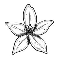 illustration of lemon blossom with petals. Linear botanical drawing of citrus flower for herbal packaging or menu in eco style. Floral engraving painted by black inks on isolated background. vector