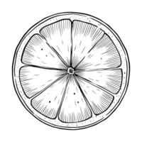 Black and white illustration of Lemon circular slice in engraving style. Linear drawing of Citrus fruit for vintage food projects and recipe books. Engraving of piece of Lime for cookbook. vector