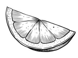 illustration of Slice or Lemon or Lime. Linear drawing with slices of circus fruit in vintage engraving style. Sketch of orange painted by black inks for food label or menu design. vector