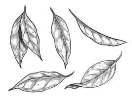 illustration of lemon Leaves in vintage botanical style with hatching. Linear drawing of citrus plants for food design in vintage engraving style. Etching painted by black inks for packaging. vector