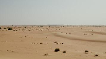 The drone flies over a desert with sparse green vegetation among sand dunes - desert photo