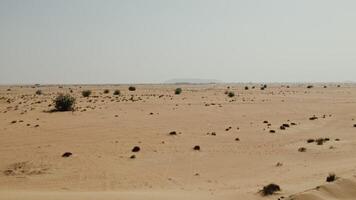 The drone flies over a desert with sparse green vegetation among sand dunes photo