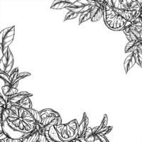 Fresh lemon slices and mint sprigs monochrome border painted by black inks. Template with copy space for text. Citrus fruit and melissa herbs illustration for cafe menu, summer party decor vector