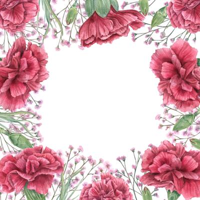 Watercolor red carnations and pink gypsophila flowers square frame isolated background. Floral illustration with copy space for text. For wedding invitations, floral branding, memorial cards