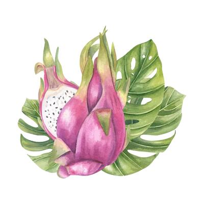 Hibiscus branch with pink blossoms watercolor illustration isolated background. Rose mallow for tropical wedding invitations, spa product packaging, greeting card, textile pattern