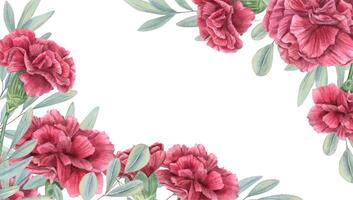 Watercolor red carnations and eucalyptus branches rectangle border isolated background. Floral illustration with copy space for text. For wedding invitation, rustic floral design, romantic branding vector