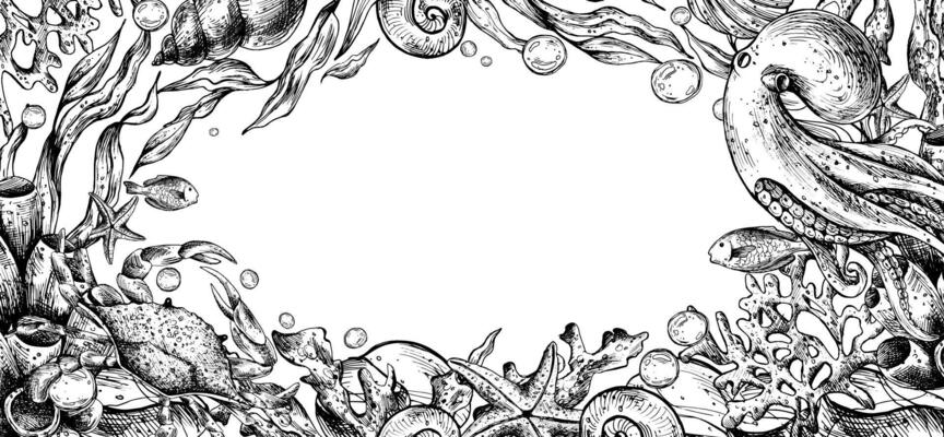 Marine underwater clip art with octopus, crab, shells, sea sponges, corals, starfish, pebbles, seaweed, fish, bubbles. Graphic illustration hand drawn in black ink. Border, template, frame EPS .