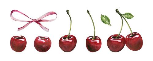 Red ripe cherries a couple with a leaf separate berries, elegant bow. Watercolor illustration hand drawn on the theme of fruits, food and desserts. Set of elements isolated from the background vector