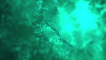 Studying bacteria through a microscope. Abstract animation of blue bacteria for any medical, technological and similar projects. video